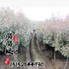 高桿石楠 紅葉石楠球 基地直銷 規格齊全 量大從優 綠化樹木