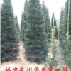 羅漢松、精品塔型羅漢松
