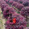 直銷庭院綠化彩色 別名紅花繼木 觀賞植物 規格齊全 紅花繼木球