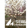 供應新種子品種-白玉蘭種子-湖南白玉蘭種子顆粒飽滿 發芽率高