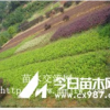 長沙杜鵑小苗 湖南杜鵑苗木 喬灌木 宏景小龔