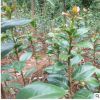 批發(fā)綠化茶梅小苗 茶梅球茶梅苗直銷 盆栽帶花苞茶花苗 盆栽觀花
