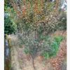 基地直銷紫葉李 紫葉李小苗 紅葉李 各種規(guī)格紫葉李苗木批發(fā)