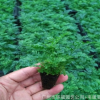 大量供應室內觀賞蕨類 狼尾蕨組培穴盤苗 廣州園林花卉種苗批發