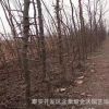 無蟲害皂角樹苗抗病性強園林道路綠化工程易管理皂角樹苗