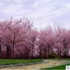 基地批發(fā)櫻花樹苗 工程綠化苗木庭院觀花植物重瓣日本櫻花苗
