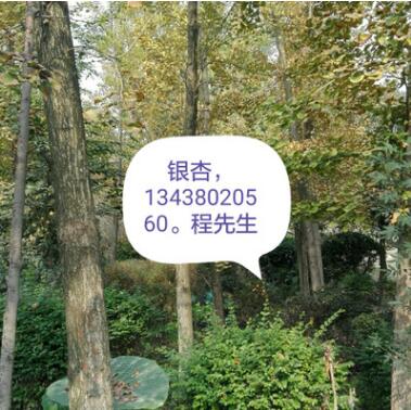 廠家苗木 銀杏樹 大苗小苗規格全 樹形好 行道樹批發 喬木