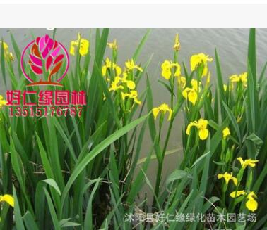 批發(fā)水生植物 黃菖蒲水生花卉菖蒲苗 當天挖苗成活率高菖蒲小苗