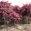 基地批發日本紅楓 工程苗 風景樹 日本紅楓綠化苗木價格
