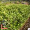 基地批發(fā)銷售法國(guó)冬青苗 四季常青苗法國(guó)冬工程綠化苗木量大從優(yōu)