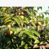 油茶樹(shù)苗 優(yōu)良高效金鈴紅花油茶苗 果大
