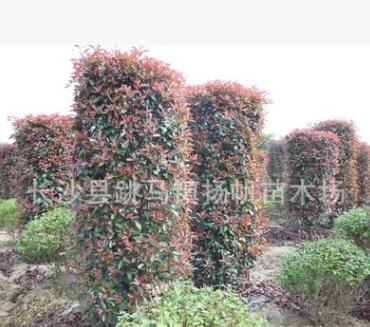 大量供應苗圃自產紅葉石楠柱貨源足紅葉石楠球高桿紅葉石楠