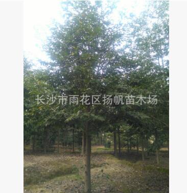 本苗場供應樂昌含笑自產自銷規格齊全樂昌含笑工程小苗