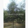 本苗場供應樂昌含笑自產自銷規格齊全樂昌含笑工程小苗