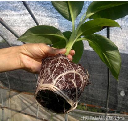 批發種菜土 營養土椰磚 椰土無土栽培 無菌椰粉椰磚盆栽種植