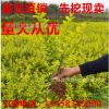 金葉女貞苗 金葉女貞球 彩色小苗綠化苗木批發工程苗金葉女貞