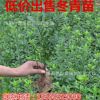 批發四季常青綠籬植物 冬青苗 工程庭院綠化 大葉黃楊小苗