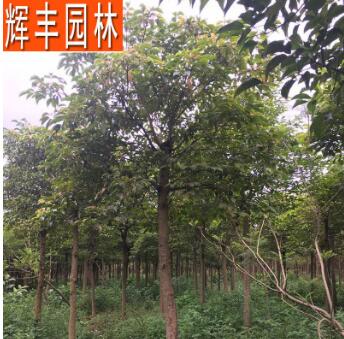秋楓 秋楓樹 大喬木秋楓樹 秋楓樹苗 風(fēng)景樹園林工程綠化苗木