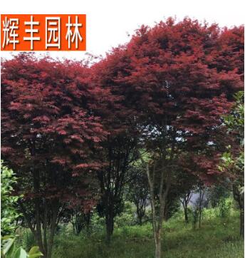美國(guó)紅楓 綠化苗木 工程苗木 綠化工程苗木 市政園林綠化苗木