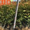 紅葉石楠 紅葉石楠苗 綠化苗紅葉石楠苗 紅葉石楠小苗 園林植物苗