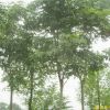供應江蘇南京欒樹等多種綠化苗木