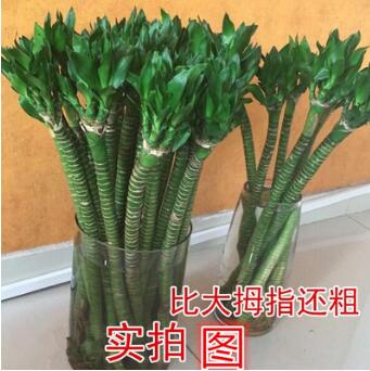 富貴龍竹 多頭龍竹 龍爪竹觀音竹羅漢竹 水培植物花卉綠植佛肚竹