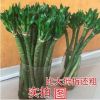 富貴龍竹 多頭龍竹 龍爪竹觀音竹羅漢竹 水培植物花卉綠植佛肚竹