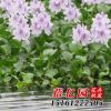 批發(fā)優(yōu)質(zhì)水生植物小苗 水葫蘆植物水培植物綠植鳳眼蓮 規(guī)格齊全