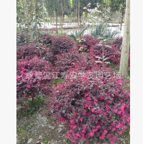 批發(fā)苗圃種植四川成都紅繼木球，紅花繼木球