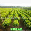 園林綠化苗木彩色樹種灑金柏樹苗灑金柏苗四季常青樹庭院植物花卉