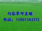 供應草坪，天堂馬尼拉草坪，百慕大草坪電15961543375