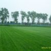 百慕大草坪，馬尼拉草坪，天堂草坪大量電15961543375