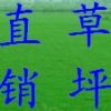 供應(yīng)草坪，馬尼拉，天堂，百慕大草坪電話13775528172