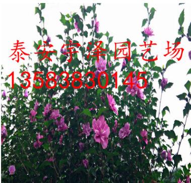 綠化苗 木槿花 成活率高