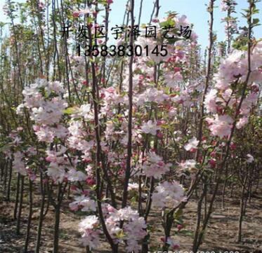 苗圃直銷西府海棠苗 南北方種植占地苗綠化工程苗
