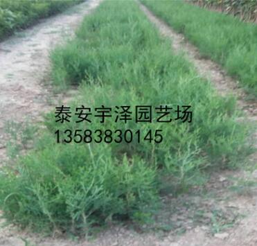 90畝龍柏苗側柏苗苗圃供應龍柏苗占地苗綠化苗 成活率高