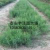 90畝龍柏苗側柏苗苗圃供應龍柏苗占地苗綠化苗 成活率高