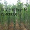出售國槐苗 綠化國槐小苗