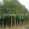 直銷行道樹香樟苗 園林綠化苗木風(fēng)景樹庭蔭樹 香樟樹大苗