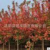 批發(fā)美國紅楓紅點(diǎn) 大小規(guī)格 美國紅楓秋火焰 工程用風(fēng)景庭蔭樹