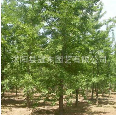 批發(fā)行道銀杏樹 大小規(guī)格家庭盆栽銀杏 風(fēng)景庭蔭防護(hù)白果樹