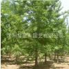 批發(fā)行道銀杏樹 大小規(guī)格家庭盆栽銀杏 風(fēng)景庭蔭防護(hù)白果樹