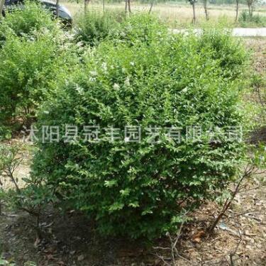 批發(fā)小葉女貞球大小規(guī)格 小葉女貞造型樹 綠化球類楨木、水臘樹