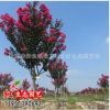 園林綠化苗木批發 正宗從生紅花紫薇樹苗 百日紅 紅火箭 紅火球
