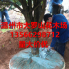 批發浙江溫州桂花樹 1-20公分 桂花苗1.5米高-2米高都有