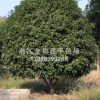 精品桂花樹，桂花，成活率高，八月桂花，四季桂花