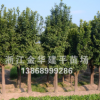 香泡 綠化工程 規格齊全 移栽多年香泡樹 實生香泡