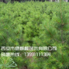 白皮松 正源苗圃 綠麒麟 藍(lán)田 白皮松小苗 白皮松小苗30-50公分