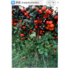 無核沙糖桔 廣西無核沙糖桔苗 優(yōu)質(zhì)無核沙糖桔苗基地直銷