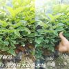 紅豆樹，鄂西紅豆樹，江陰紅豆樹，耐寒，江蘇、浙江、四川、云南種植
